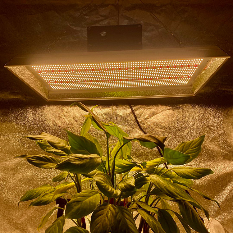 Haute efficacité Professional LED Cultiver la lumière pour les tomates