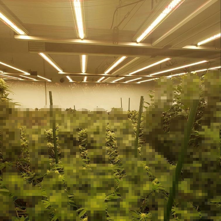 650 watts araignée pliable LED poussez la lumière pour les plantes de pot