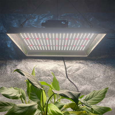 Verre quantique LED Cultiver la lumière pour les tomates