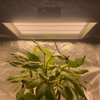Smart Professional LED Cultiver la lumière pour les tomates
