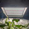 Low Energy hydroponique LED Grow Light pour les tomates