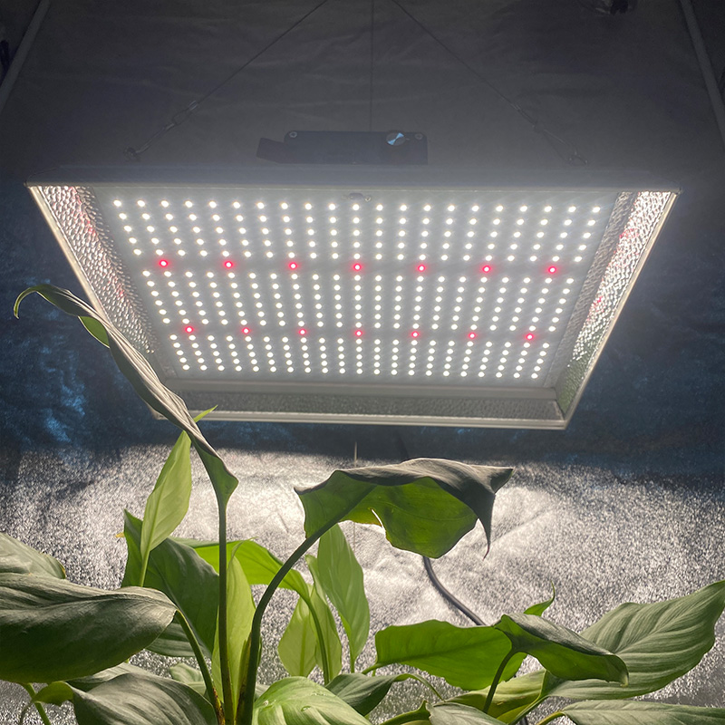 Lampe de culture à LED hydroponique 100w pour plantes tropicales