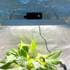 Verre quantique LED Cultiver la lumière pour les tomates